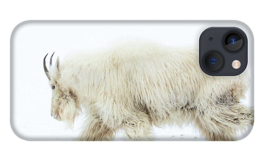 Mountain Goat iPhone 13 Case featuring the photograph Winter Mountain Goat by Wesley Aston