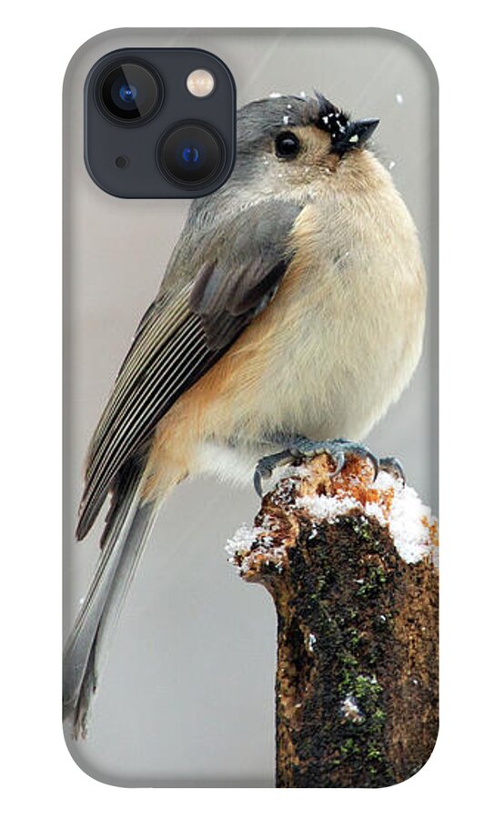 Nature iPhone 13 Case featuring the photograph Winter Titmouse by Gina Fitzhugh