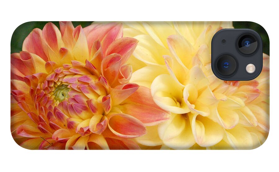 Dahlia iPhone 13 Case featuring the photograph Yellow and Orange Dahlias 1 by Amy Fose