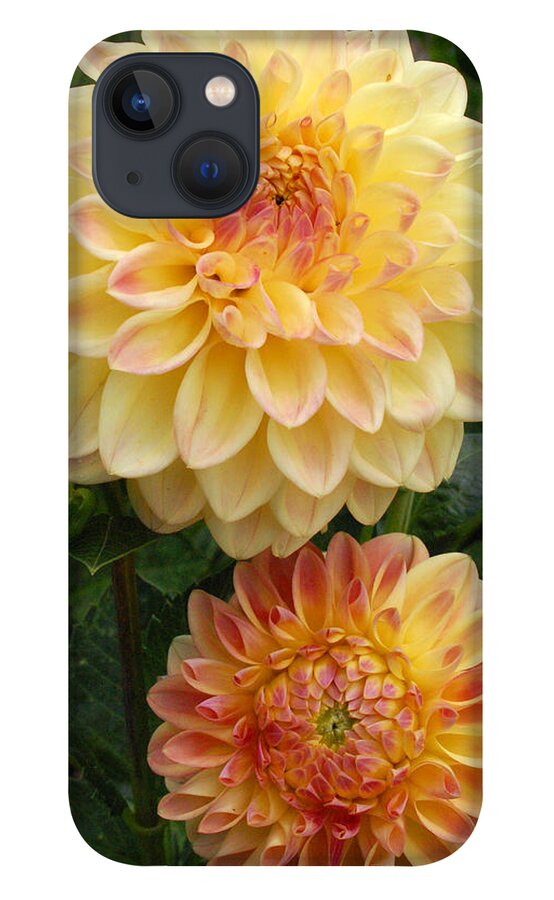 Dahlia iPhone 13 Case featuring the photograph Yellow and Orange Dahlias 2 by Amy Fose