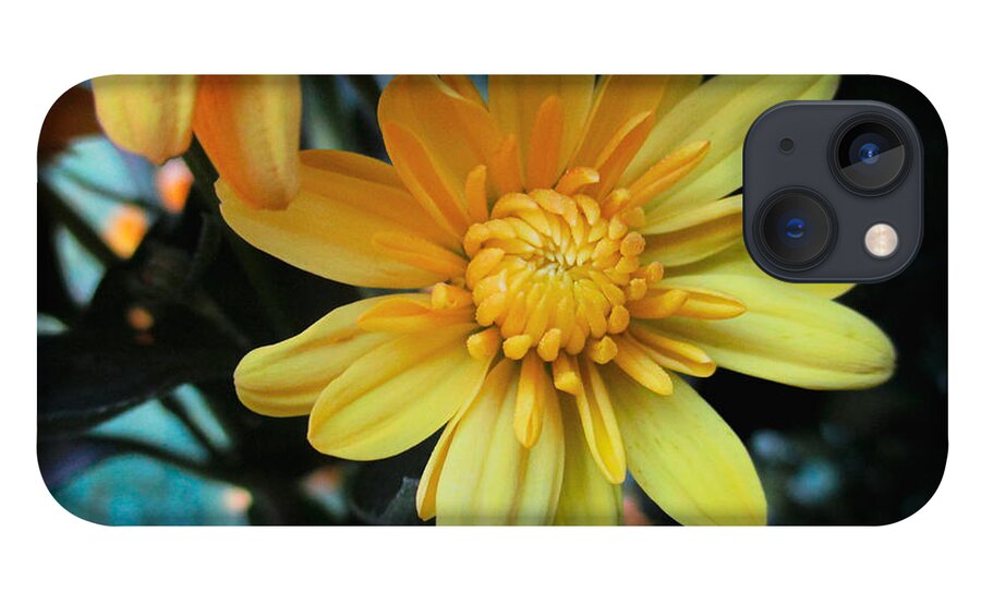 Marigold iPhone 13 Case featuring the photograph Yellow Marigold by W Craig Photography