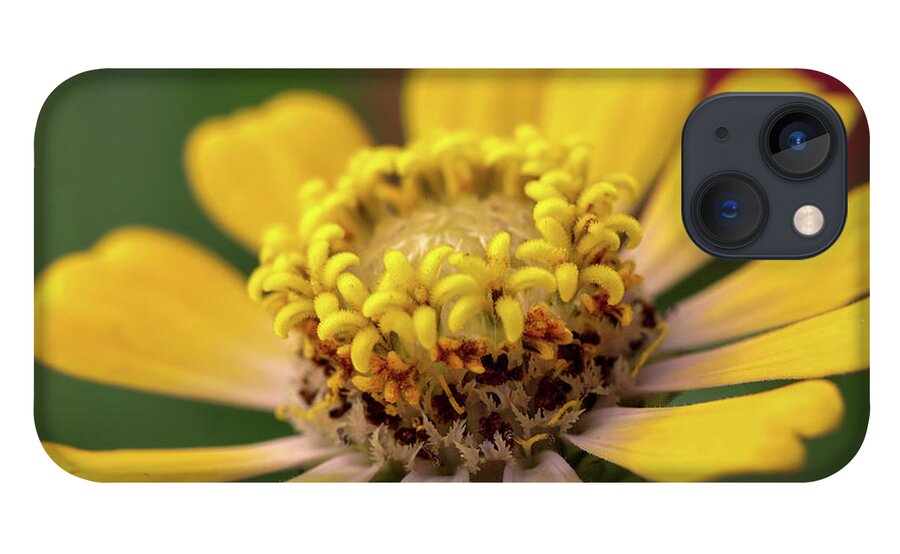 Zinnia iPhone 13 Case featuring the photograph Yellow Zinnia by Mary Anne Delgado