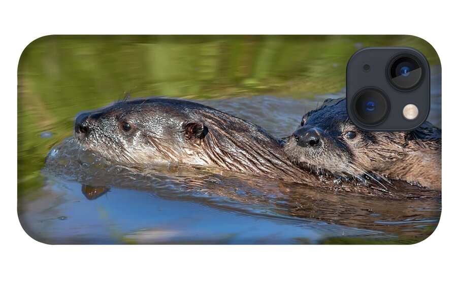 Color Image iPhone 13 Case featuring the photograph River Otters by Mark Miller