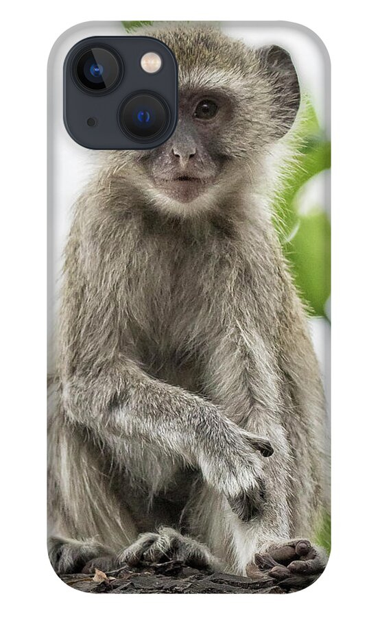 Vervet Monkey iPhone 13 Case featuring the photograph Young Vervet Monkey Pausing to Look At Me, No. 2 by Belinda Greb
