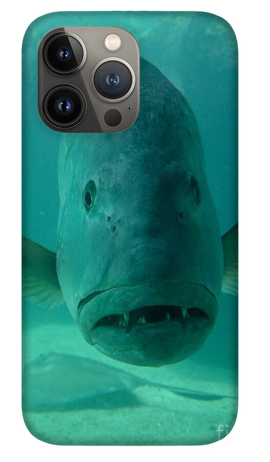 Funny Fish Face iPhone 13 Pro Case by Amy Cicconi - Pixels