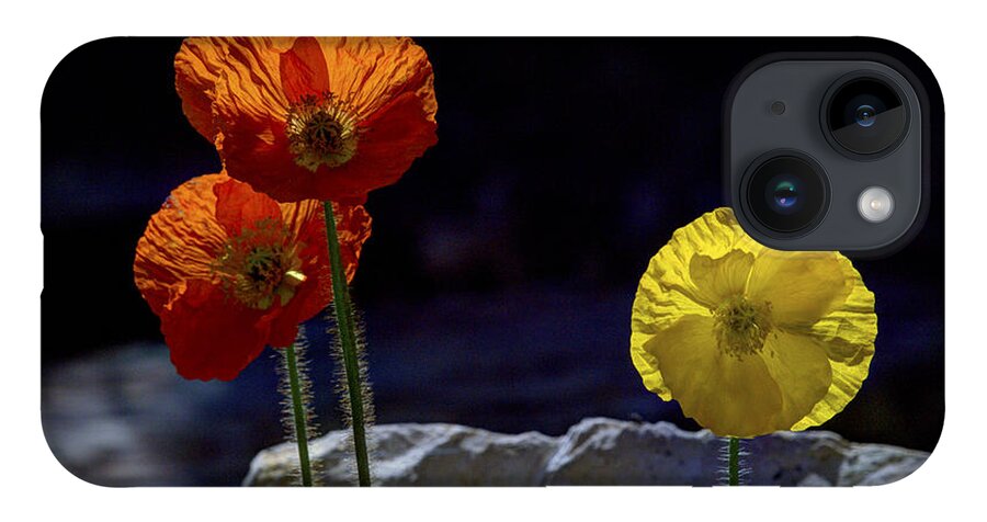 Iceland Poppies iPhone 14 Case featuring the photograph And One Yellow by Joe Schofield