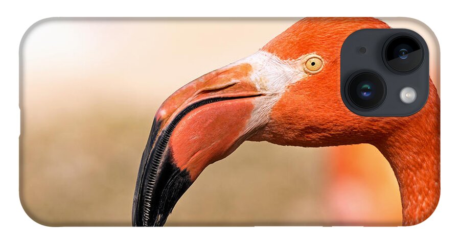 Phoenicopterus Ruber iPhone Case featuring the photograph Muck Raker by Theo OConnor