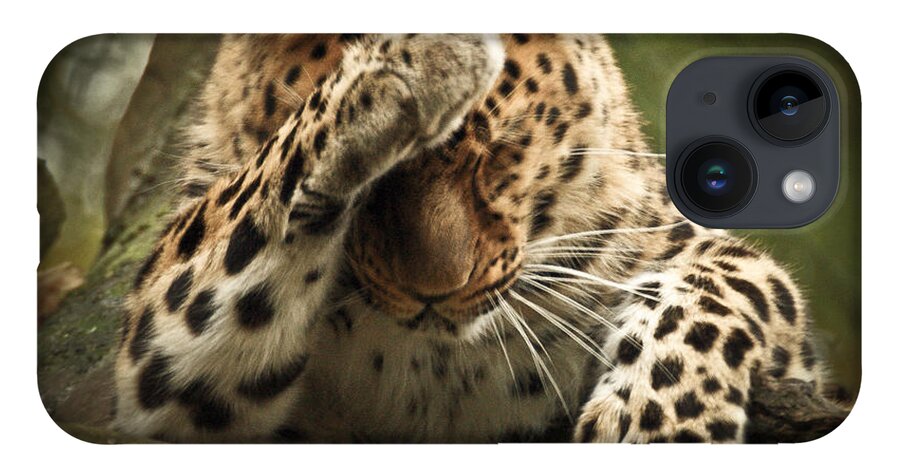 Animal iPhone 14 Case featuring the photograph Amur Leopard by Chris Boulton