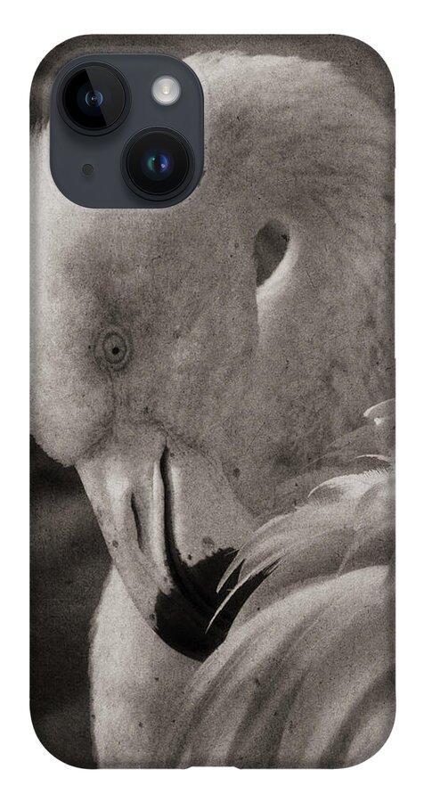 American Flamingo iPhone Case featuring the photograph Basking in the Light by Theo O'Connor