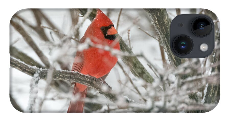 Jan Holden iPhone 14 Case featuring the photograph Cardinal in the Snow #2 by Holden The Moment
