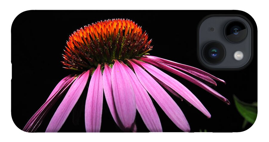 Cone iPhone 14 Case featuring the photograph Cone Flower by David Armstrong