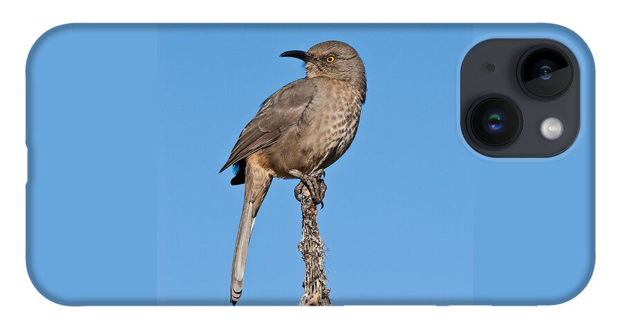 Animal iPhone Case featuring the photograph Curve-Billed Thrasher by Jeff Goulden