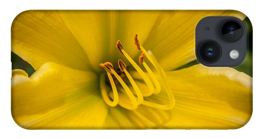 Daylily iPhone 14 Case featuring the photograph Daylily by Frank Mari