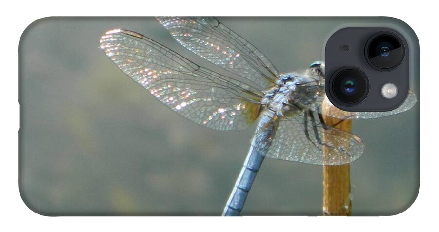 Blue iPhone 14 Case featuring the photograph Dragonfly on Stick by Gallery Of Hope 