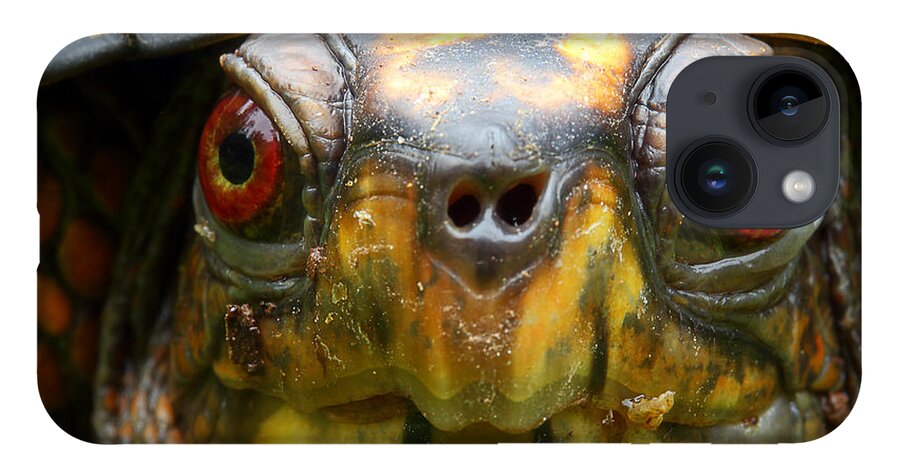 Eastern Box Turtle iPhone 14 Case featuring the photograph Eastern Box Turtle 2 by Michael Eingle