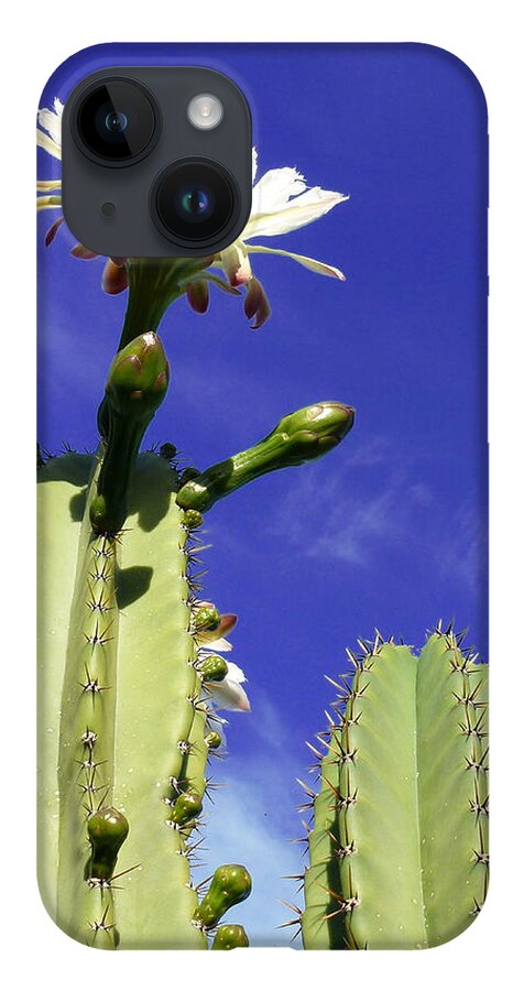 Cactus iPhone 14 Case featuring the photograph Flowering Cactus 2 by Mariusz Kula