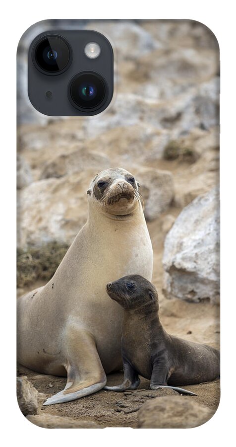 Tui De Roy iPhone 14 Case featuring the photograph Galapagos Sea Lion And Pup Champion by Tui De Roy