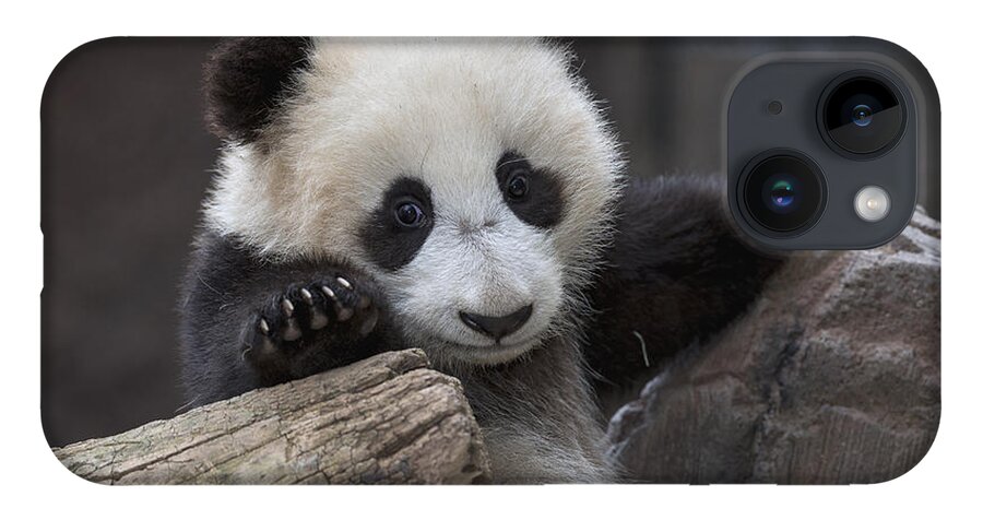 Feb0514 iPhone 14 Case featuring the photograph Giant Panda Cub #1 by San Diego Zoo