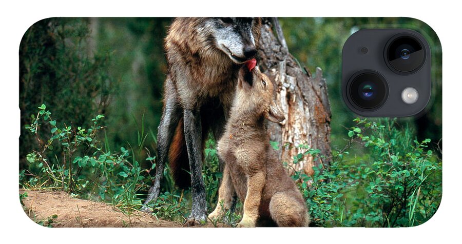 Gray Wolf iPhone 14 Case featuring the photograph Gray Wolf With Pup #1 by Art Wolfe