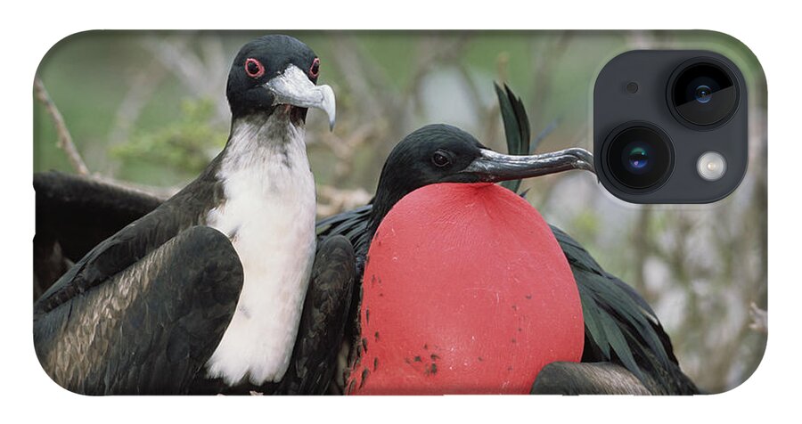 Feb0514 iPhone 14 Case featuring the photograph Great Frigatebird Female Eyes Courting #1 by Tui De Roy
