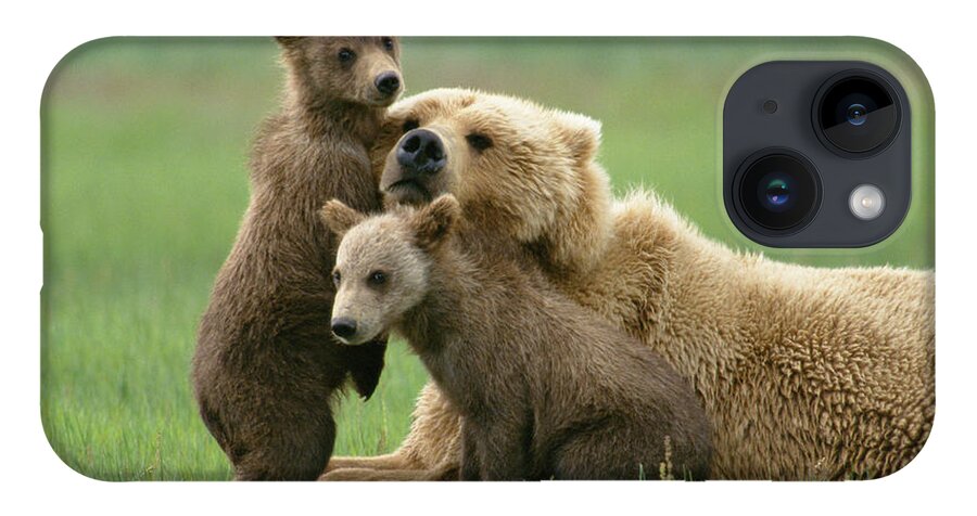 00345263 iPhone Case featuring the photograph Grizzly Cubs Play With Mom by Yva Momatiuk John Eastcott
