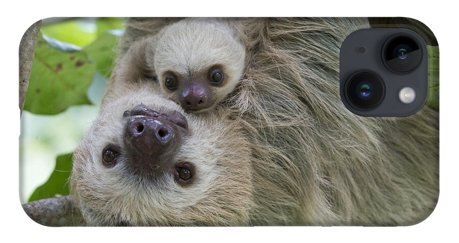 Suzi Eszterhas iPhone Case featuring the photograph Hoffmanns Two-toed Sloth And Old Baby by Suzi Eszterhas