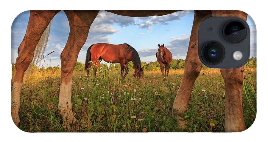 Horse iPhone 14 Case featuring the photograph Horses #1 by Everet Regal