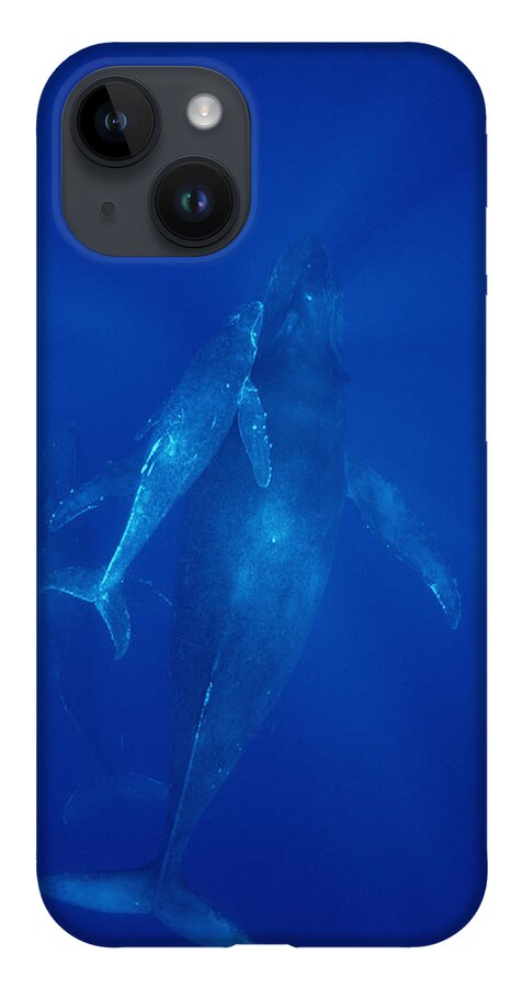 Feb0514 iPhone 14 Case featuring the photograph Humpback Whale Cow Calf And Male Escort by Flip Nicklin