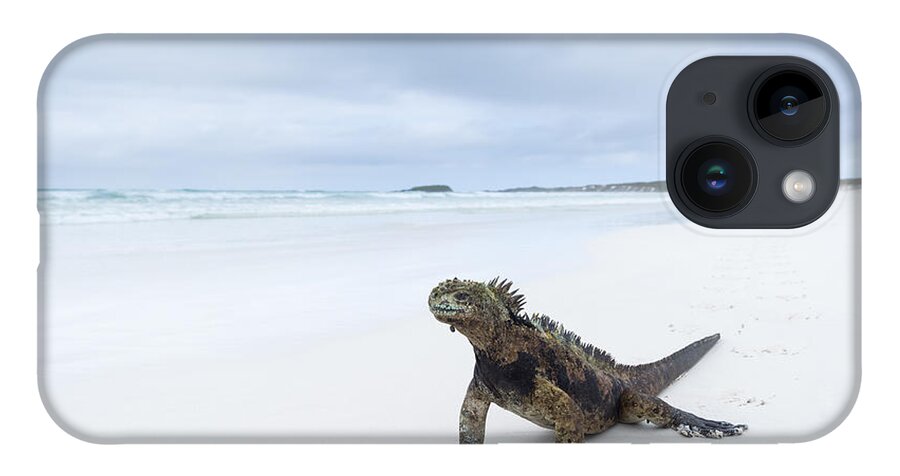Tui De Roy iPhone 14 Case featuring the photograph Marine Iguana Turtle Bay Santa Cruz #1 by Tui De Roy