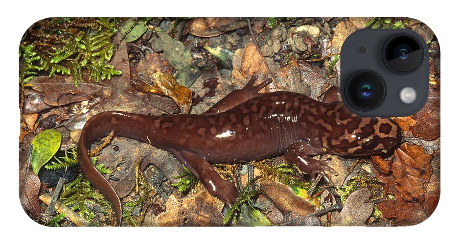 Amphibia iPhone 14 Case featuring the photograph Pacific Giant Salamander by Karl H. Switak