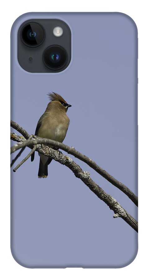 Cedar Waxwing iPhone 14 Case featuring the photograph Perched On High #3 by Thomas Young