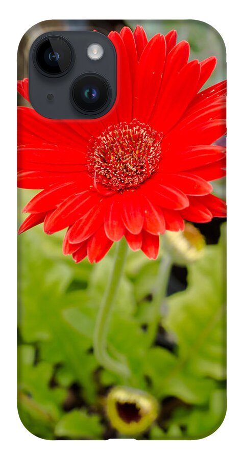 Gerbera Daisy iPhone 14 Case featuring the photograph Red Daisy #1 by Raul Rodriguez
