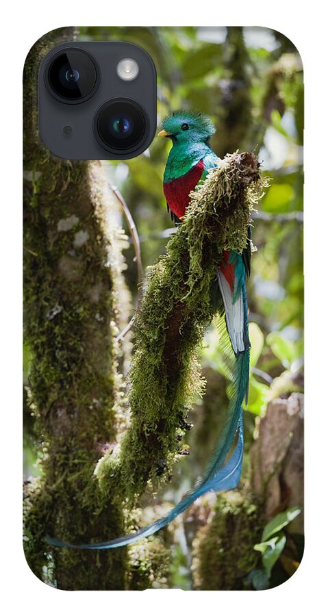 Feb0514 iPhone 14 Case featuring the photograph Resplendent Quetzal Male Costa Rica by Konrad Wothe