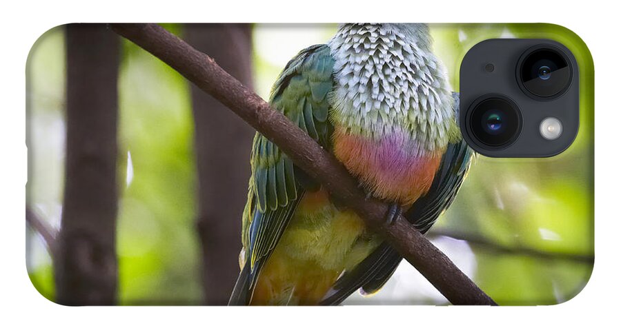 Martin Willis iPhone 14 Case featuring the photograph Rose-crowned Fruit-dove Australia #1 by Martin Willis