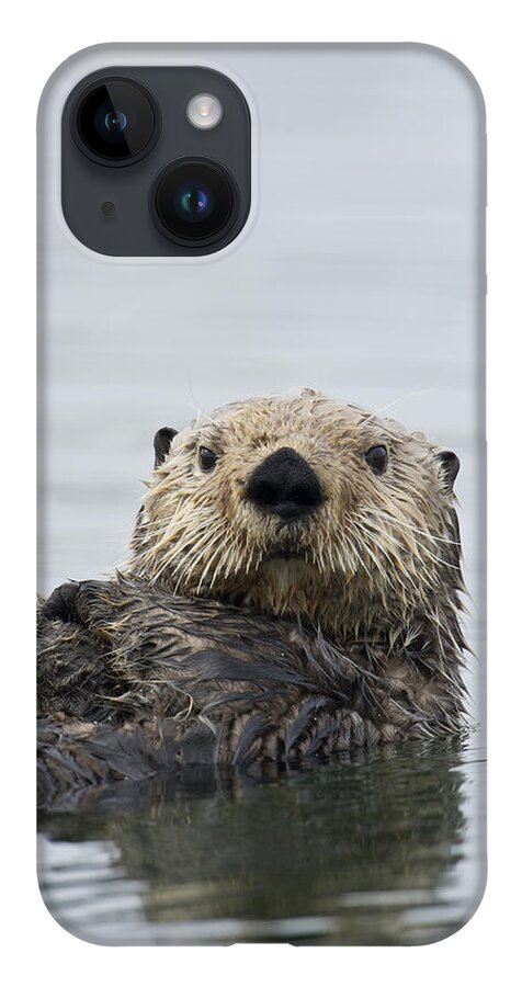 Michael Quinton iPhone 14 Case featuring the photograph Sea Otter Alaska by Michael Quinton