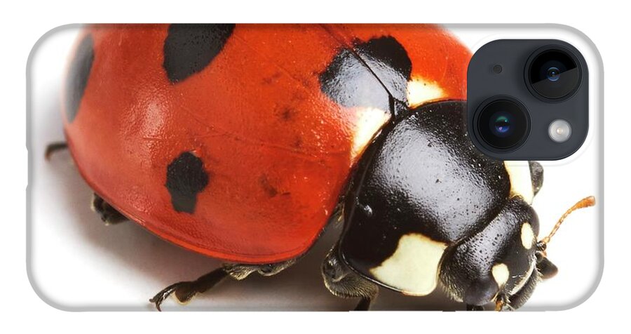 Indoors iPhone 14 Case featuring the photograph Seven-spot Ladybird #1 by Science Photo Library