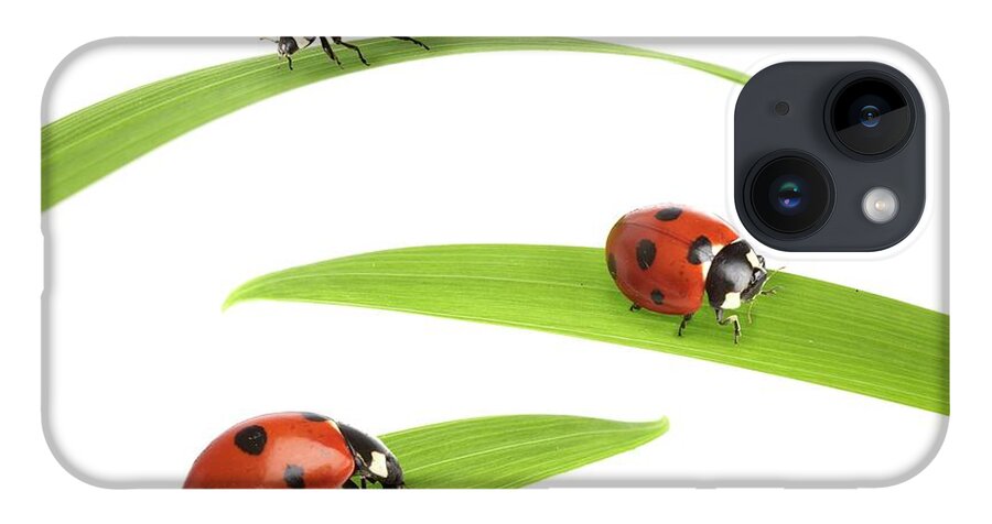 Indoors iPhone 14 Case featuring the photograph Seven-spot Ladybirds #1 by Science Photo Library