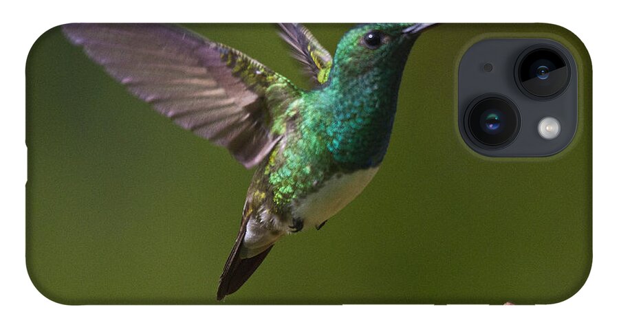 Bird iPhone 14 Case featuring the photograph Snowy-bellied Hummingbird by Heiko Koehrer-Wagner