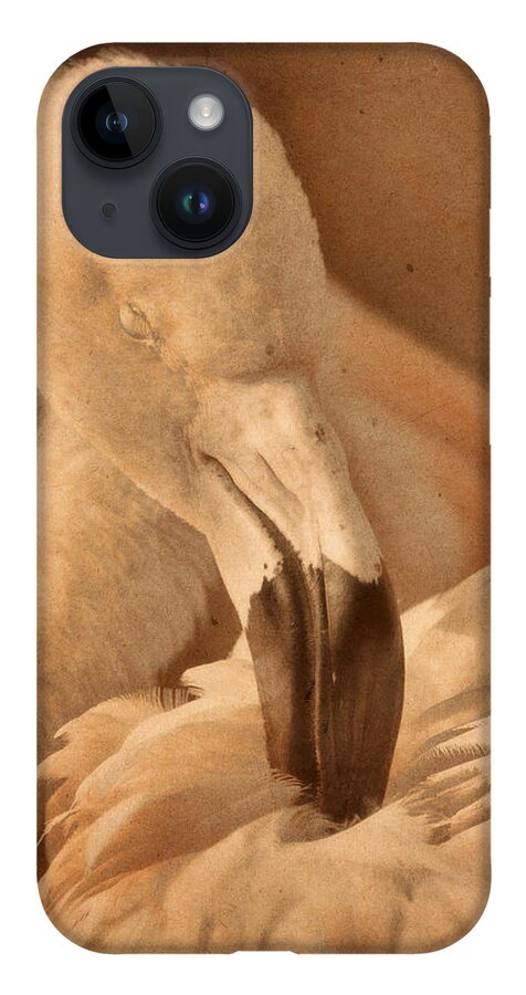 American Flamingo iPhone 14 Case featuring the photograph Soaking Up Sunshine by Theo O'Connor