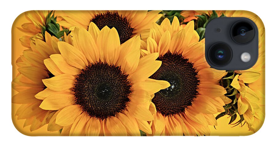Vase iPhone 14 Case featuring the photograph Sunflowers in vase 1 by Elena Elisseeva