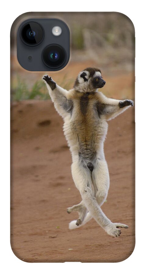 Feb0514 iPhone 14 Case featuring the photograph Verreauxs Sifaka Hopping Berenty #1 by Pete Oxford