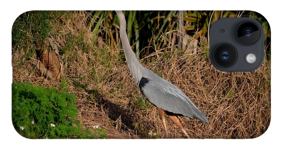  iPhone 14 Case featuring the photograph 11- Great Blue Heron by Joseph Keane