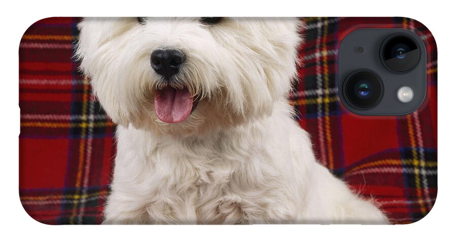 West Highland White Terrier iPhone 14 Case featuring the photograph West Highland White Terrier #15 by John Daniels