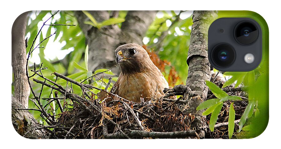 Red Shouldered Hawk iPhone 14 Case featuring the photograph Adult Red Shouldered Hawk by Jai Johnson