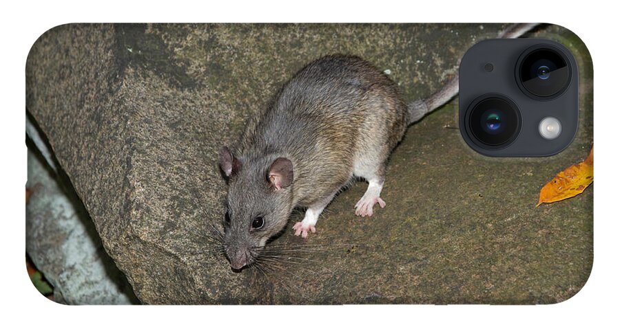 Allegheny Woodrat iPhone Case featuring the photograph Allegheny Woodrat Neotoma Magister by David Kenny