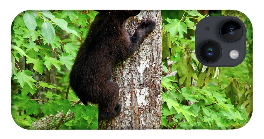 Bear iPhone Case featuring the photograph Baby Bear by Christi Kraft