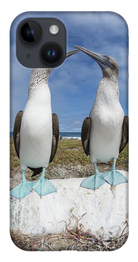 531693 iPhone 14 Case featuring the photograph Blue-footed Booby Pair Courting #2 by Tui De Roy