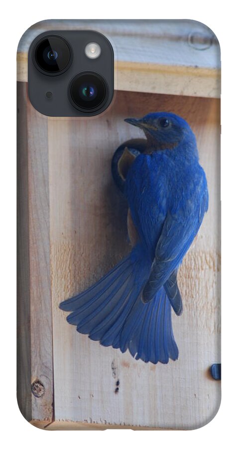 Bird iPhone 14 Case featuring the photograph Bluebird of Happiness #2 by Kenny Glover