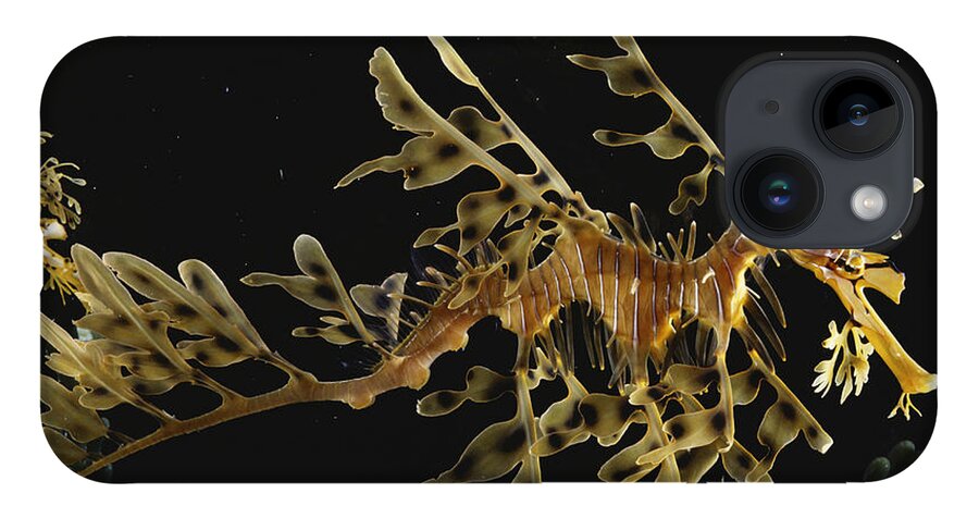Actinopterygii iPhone 14 Case featuring the photograph Leafy Sea Dragon by Paul Zahl