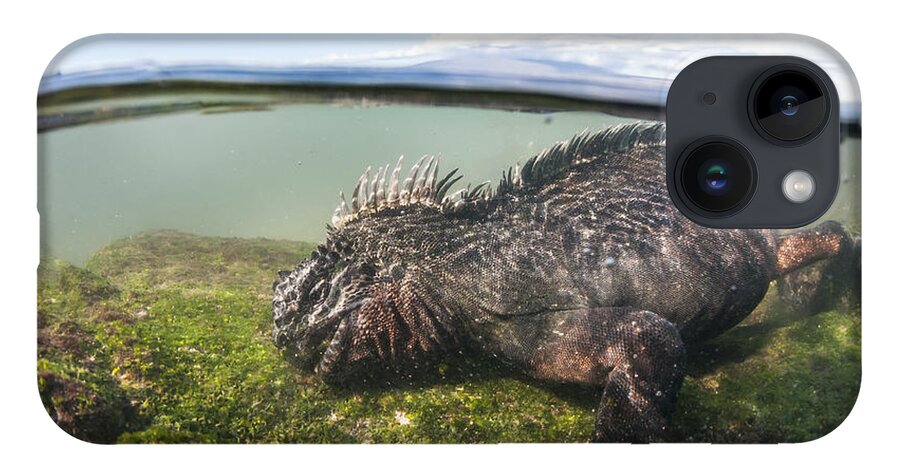 Tui De Roy iPhone 14 Case featuring the photograph Marine Iguana Feeding On Algae Punta #2 by Tui De Roy